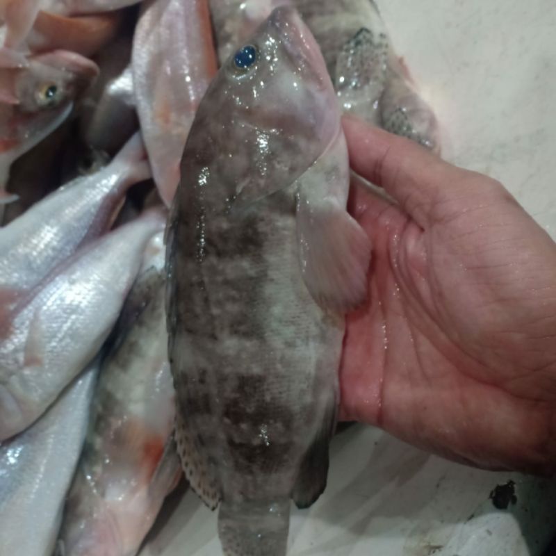 

ikan kerapu susu segar