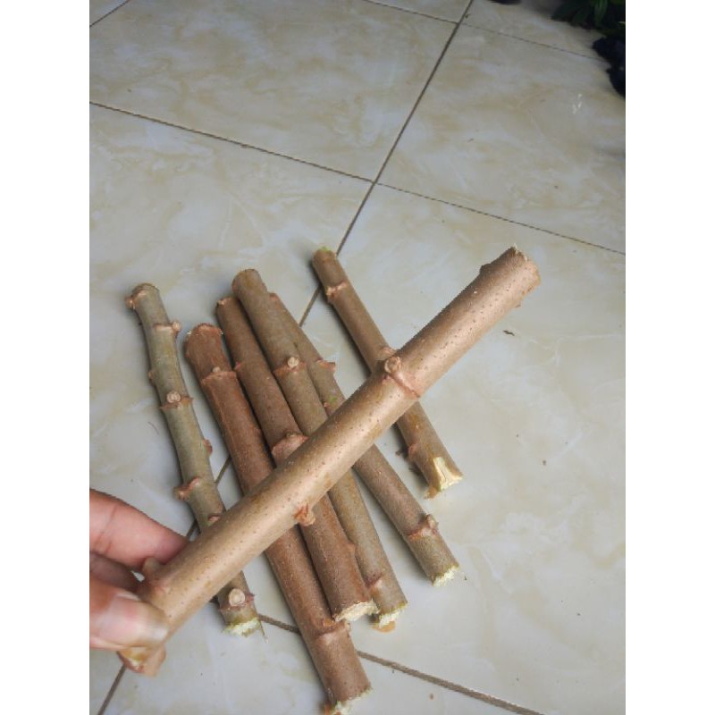 

pohon ketela,pohon singkong