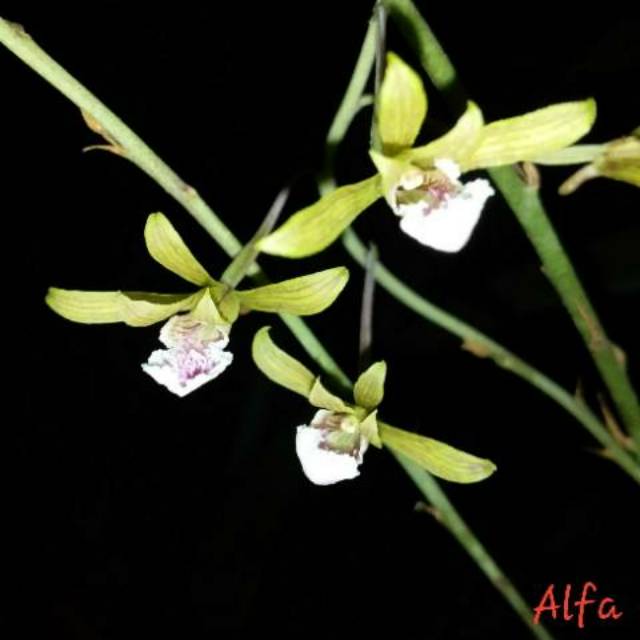 Eulophia graminea