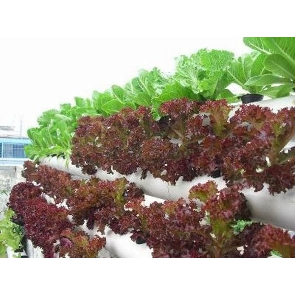 Benih-Bibit Selada Keriting Merah Lollo Rossa (iSeed-U)