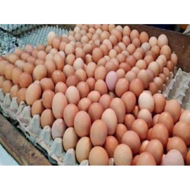 

Telur Ayam Negeri