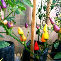 Benih Bibit Biji - Cabai Chinese Five 5 Colour Cabe Rainbow Pelangi Pepper Seeds