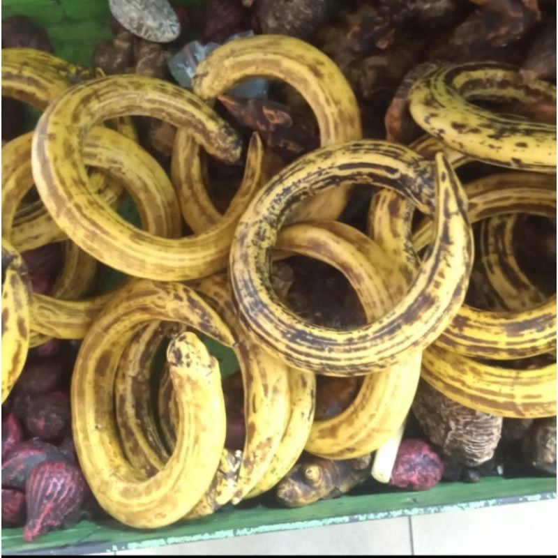 barang antik rantai babi size jumbo