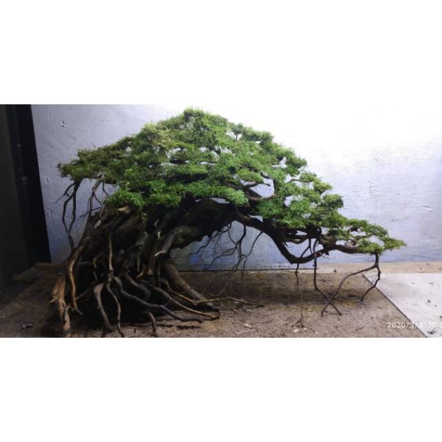 Hardscape Pohon Beringin Aquascape Shopee Indonesia