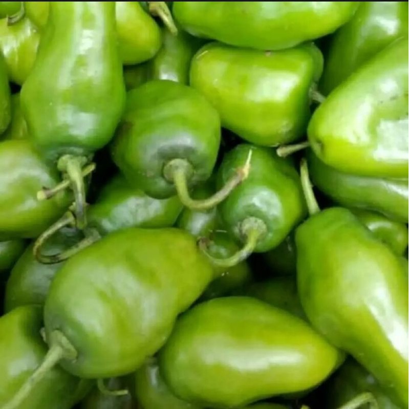 

Cabai gendot/gembor/cabai bandung 1 kg termurah