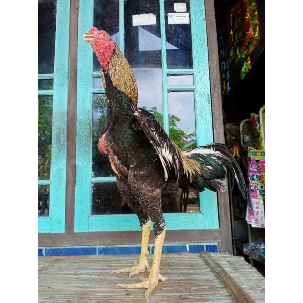 

Ayam Shamo Cross