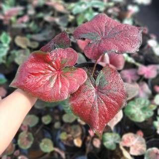 Toko Online ratudaun nursery Shopee Indonesia Toko Online ratudaun nursery Shopee Indonesia