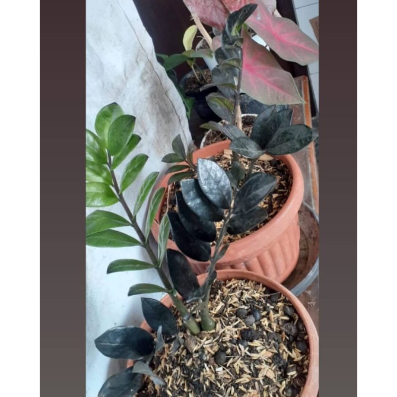 zamia hitam black raven