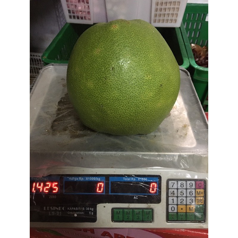 

Jeruk bali madu / jeruk bali pamelo manis