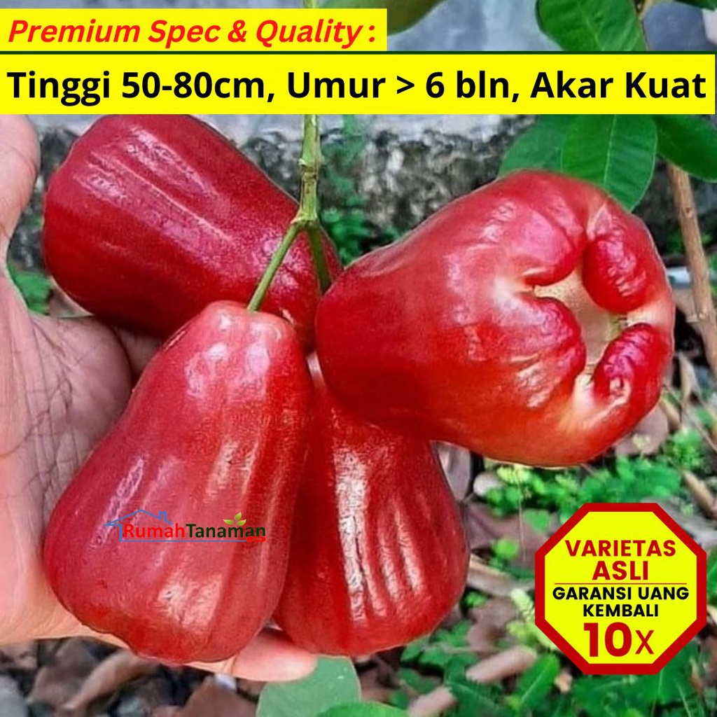 Jual Bibit Tanaman Buah Jambu Air Citra Unggul Varietas Dijamin Asli Dan Bergaransi Shopee