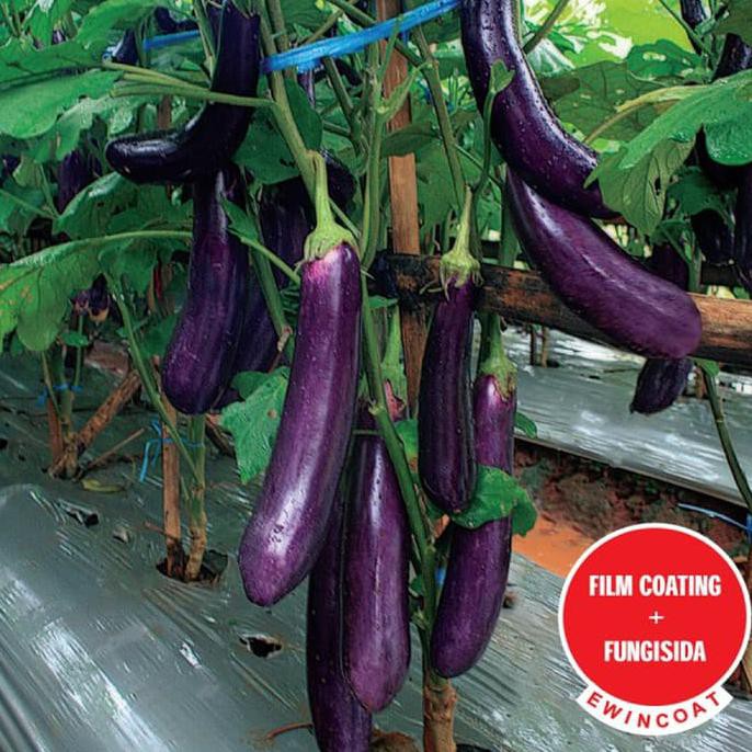 Terbaru ( Isi 50 ) Bibit Benih Tanaman Terong Ungu Laguna F1 Berkualitas