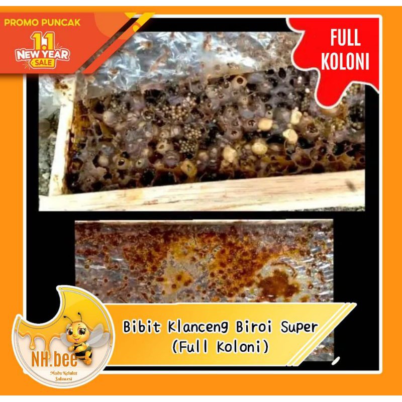 FULL KOLONI | Bibit klanceng BIROI