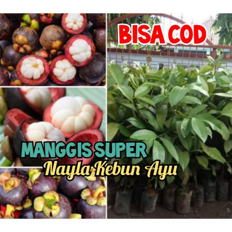 BIBIT MANGGIS okulasi