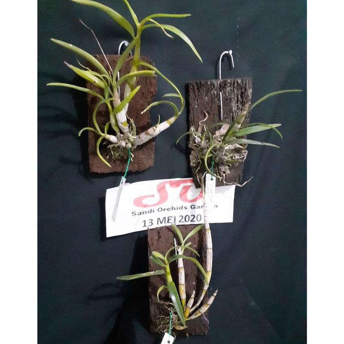 Dendrobium Capra / Anggrek Larat Hijau
