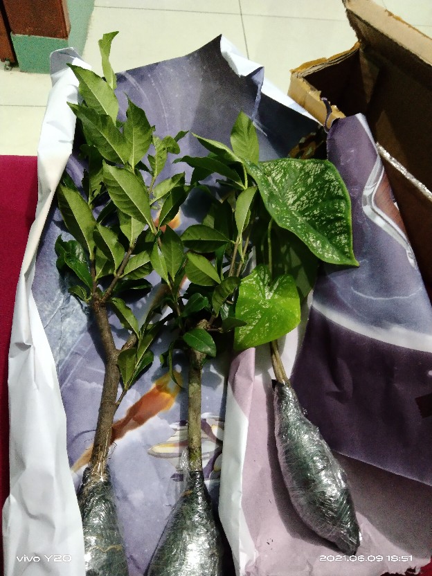 Tanaman Hias Caladium White Christmas