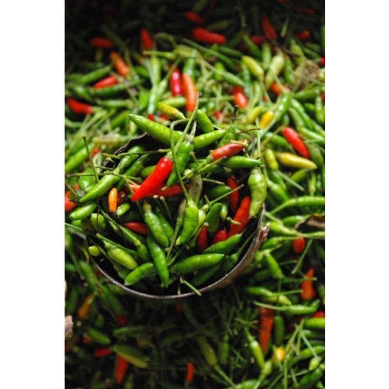 benih sayur cabe rawit hijau BARA 15btr (REPACK)