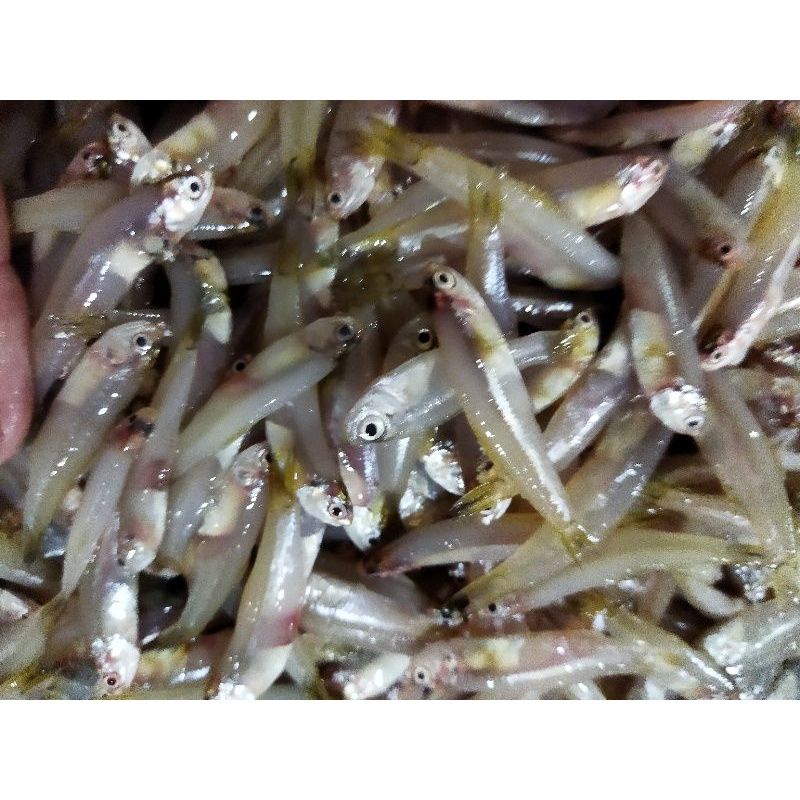 

Ikan Teri Gepeng 1Kg Segar Fresh BERGARANSI