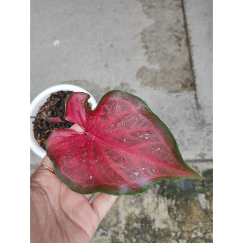 jual keladi minyak merah caladium red hot