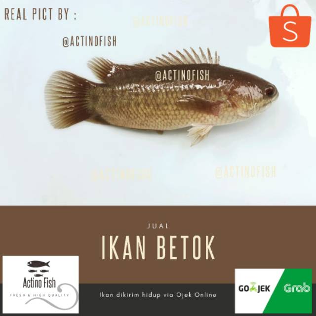 

Ikan Betok Papuyu Hidup