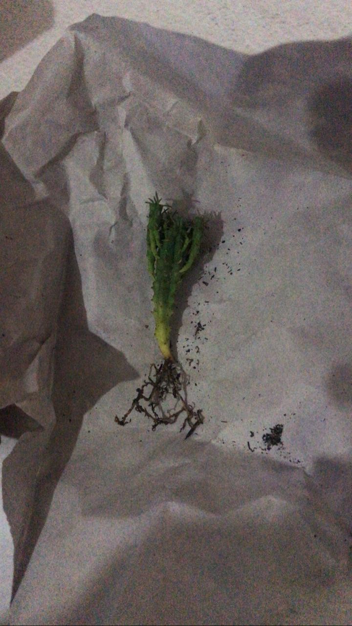 Kaktus Belimbing Parodia Owroot