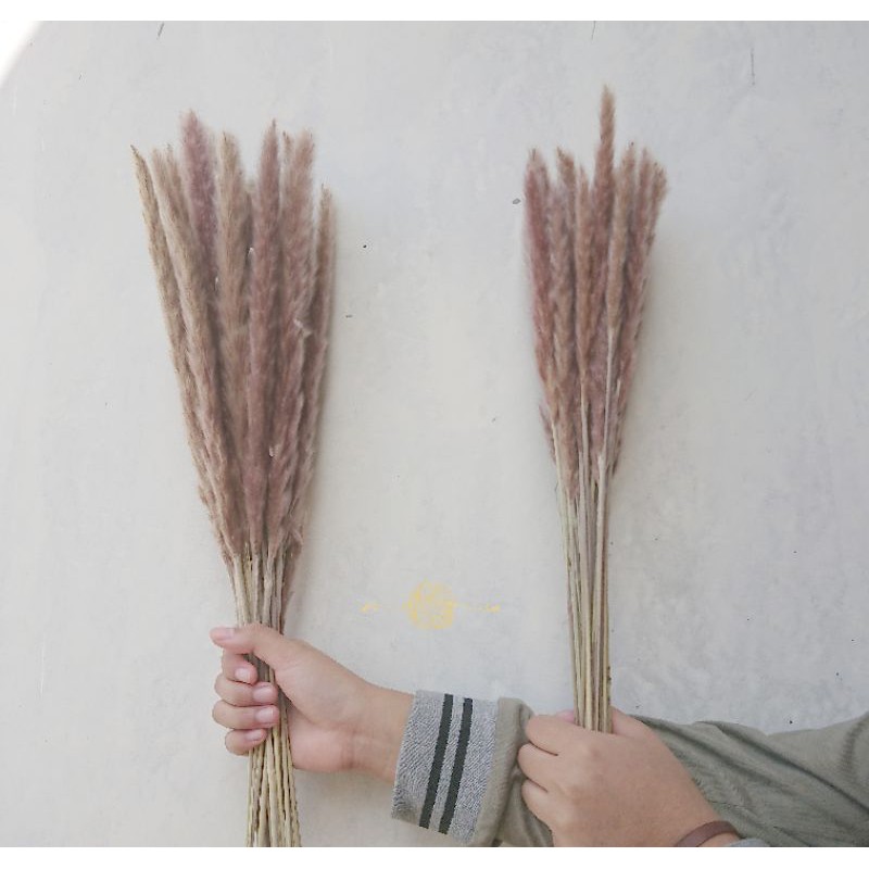 Import pampas short natural bunga kering dekorasi meja