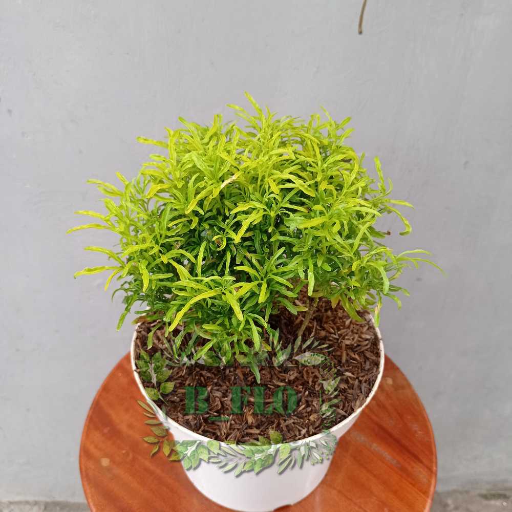 Brokoli Hijau - tanaman hias taman dan pot - TANAMAN HIDUP TAHAN PANAS