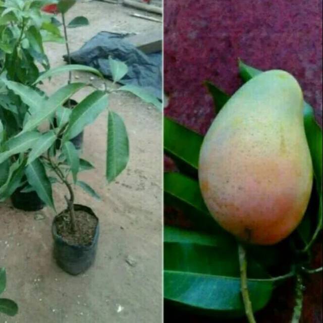 Bibit mangga arumanis