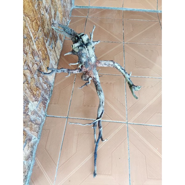kayu santigi akar santigi laut aquascape