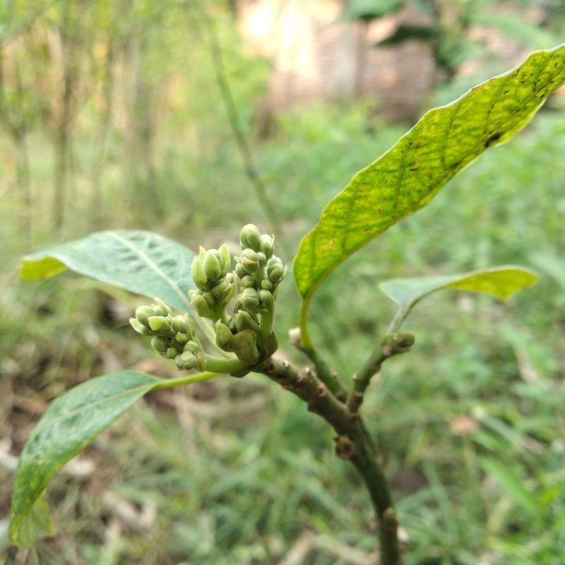 Bibit Alpukat Sab 034 (Alpukat Import Vietnam sab 034)