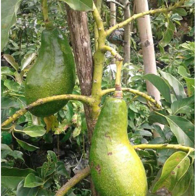 3 pohon Bibit alpukat marcus,aligator,mentega