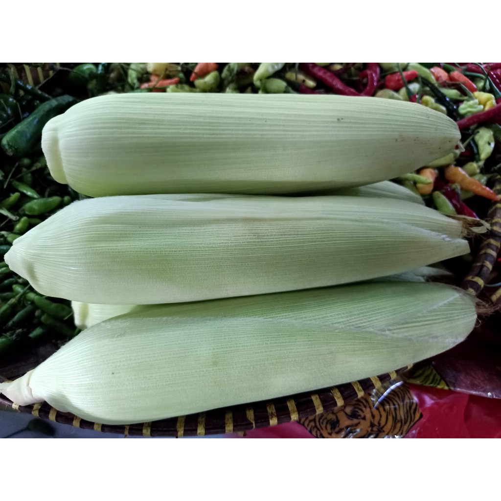 

Jagung Manis