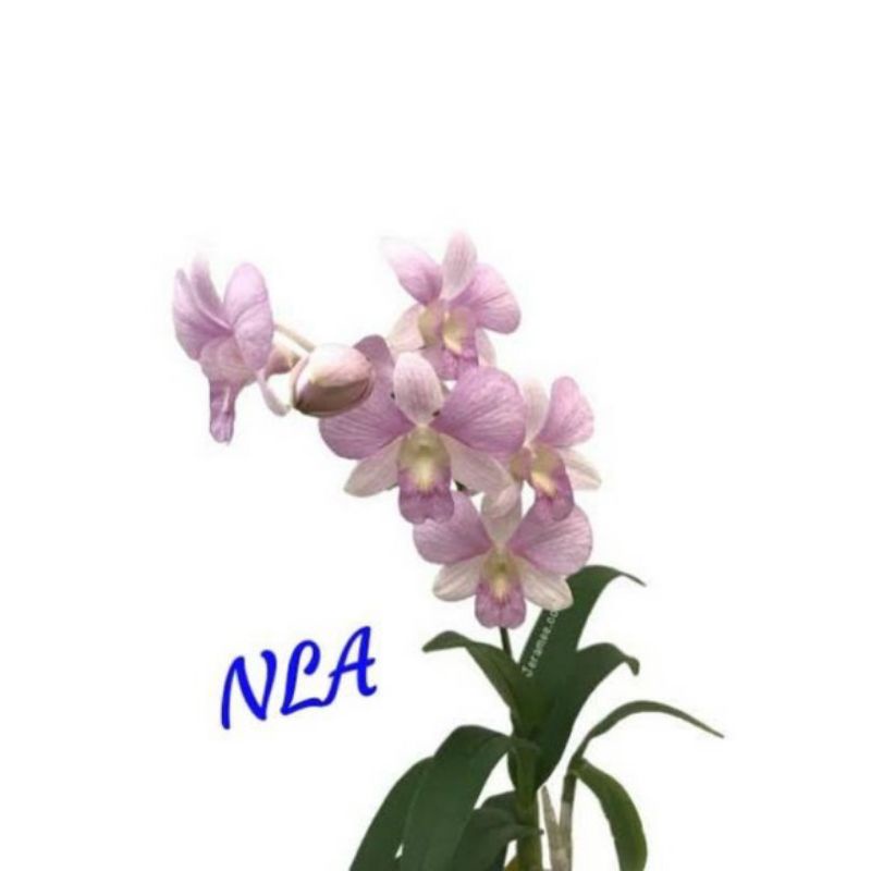 TANAMAN HIAS ANGGREK DENDROBIUM// PINK