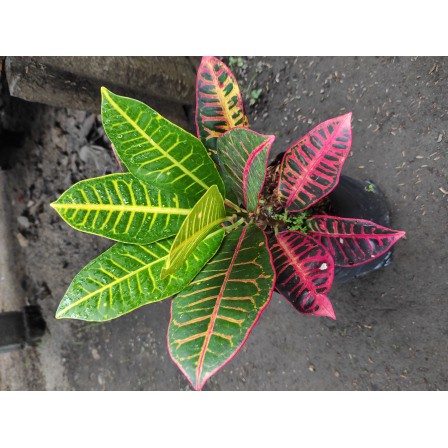 Tanaman Hias Puring Proton  Hias Puring Proton  Puring Cantik Premium Istimewa