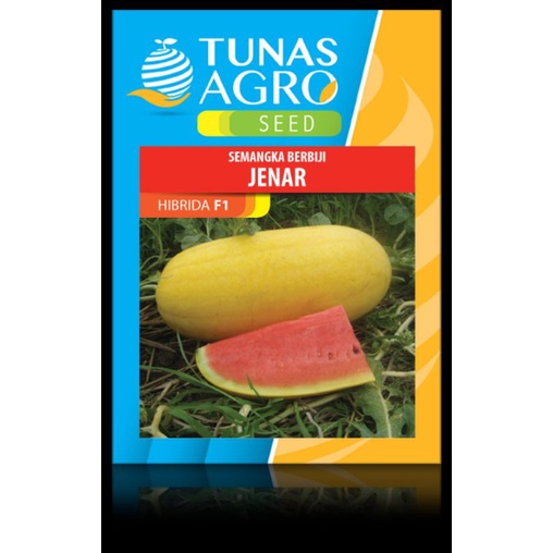 BENIH SEMANGKA, SEMANGKA JENAR DARI TUNAS AGRO, SEMANGKA EXCLUSIF DAGING MERAH KULIT KUNING