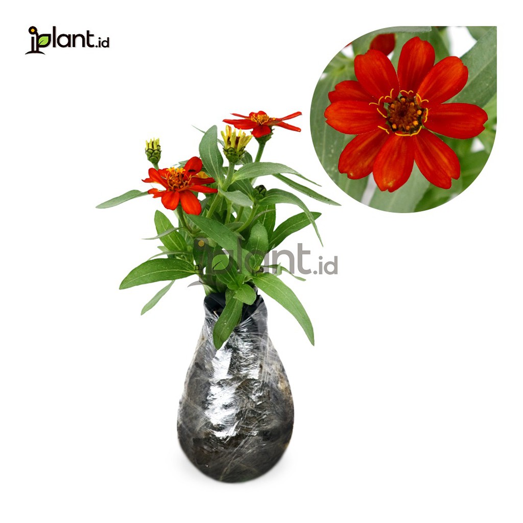 Zinnia Mini Merah (Bunga Kertas)