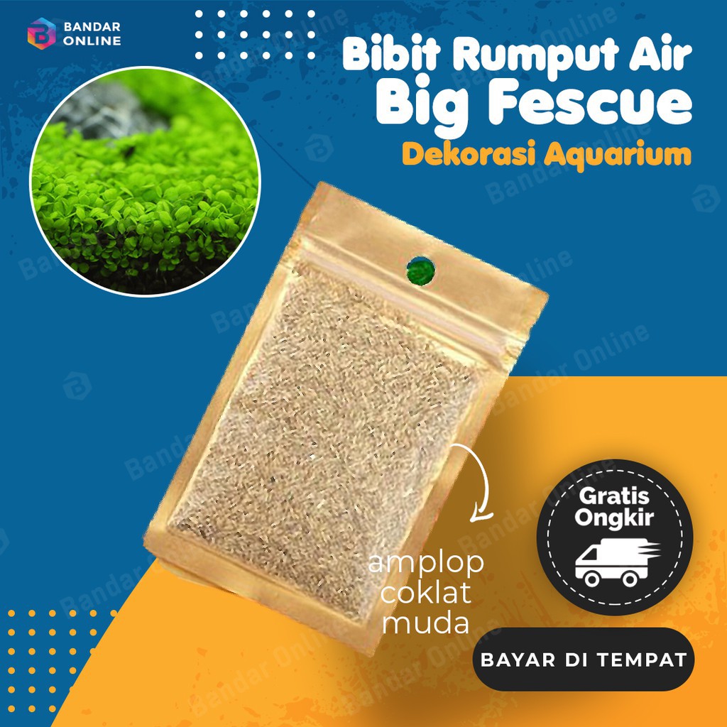 Bibit Rumput Air Big Fescue Dekorasi Aquarium Landscape Ornament