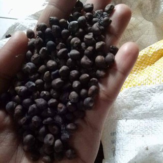 Biji Kapuk Randu / Klenteng Randu 1kg Berkwalitas Murah Meriah