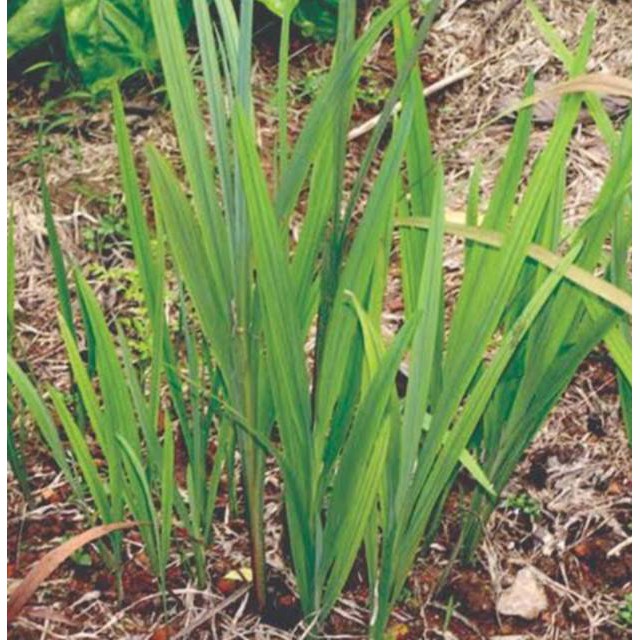 

daun delingo / jaringao fresh 100 gram