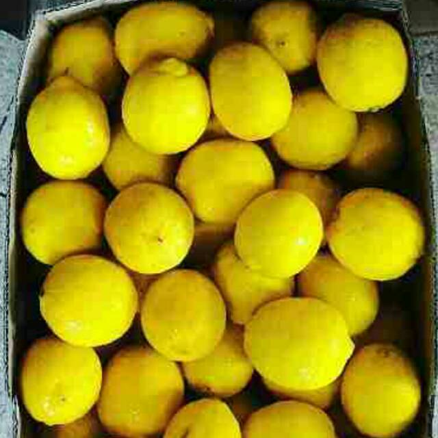 

Jeruk lemon