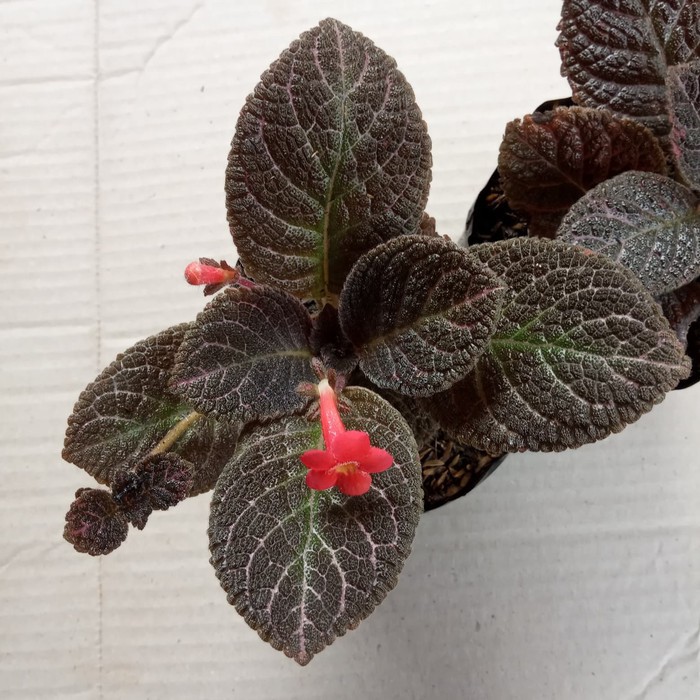 tanaman hias episcia violet - episcia hitam - beludru - bludru     _