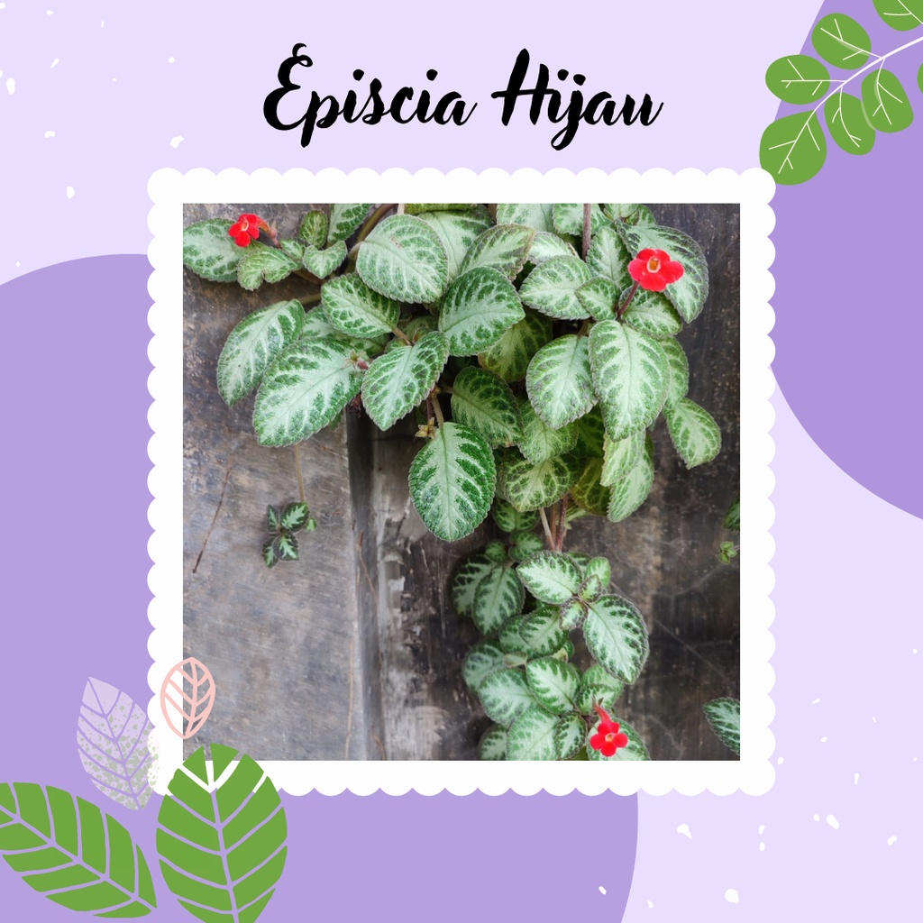 Tanaman episcia Hijau Bunga Merah Episcia Hijau