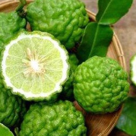 

Jeruk Purut Segar/ Jeruk Purut / Limau Kuwit / Kaffir Lime /Toko Tepi