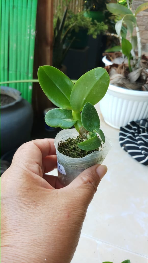 Anggrek Dendrobium Seedling Hybrid Thailand