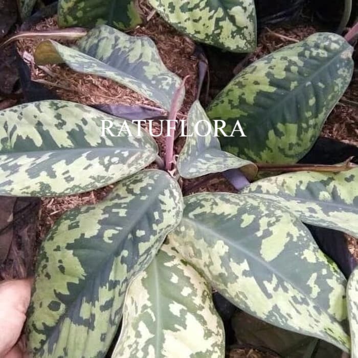 tanaman hias aglonema karet