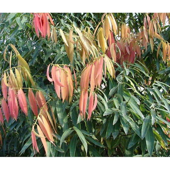 BIBIT TANAMAN NAGASARI/DEWADARU