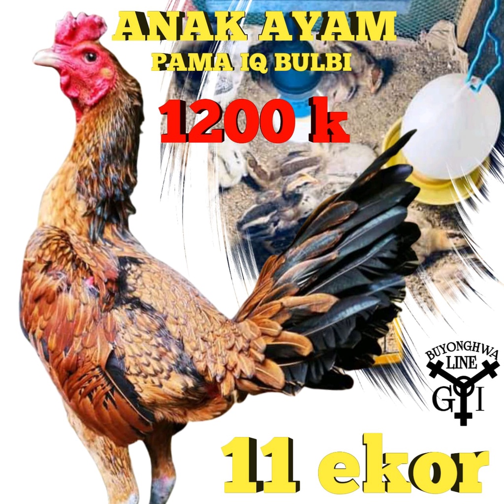 Anakan ayam Pama IQ Bulbi full wangkas oren Paket 11 ekor