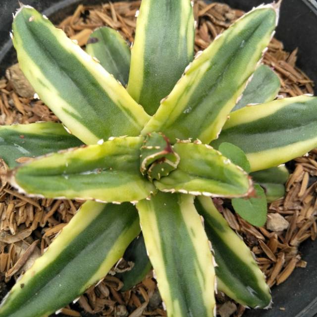 Agave victoria cream varigata