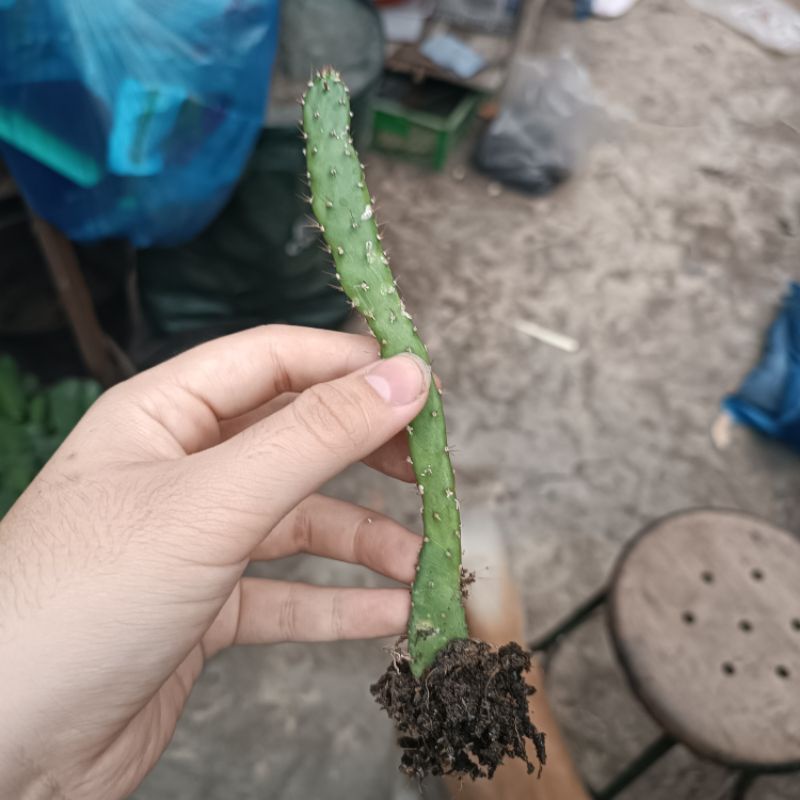 Kaktus Opuntia Tuna BABY | Kaktus Opuntia Cereus Murah
