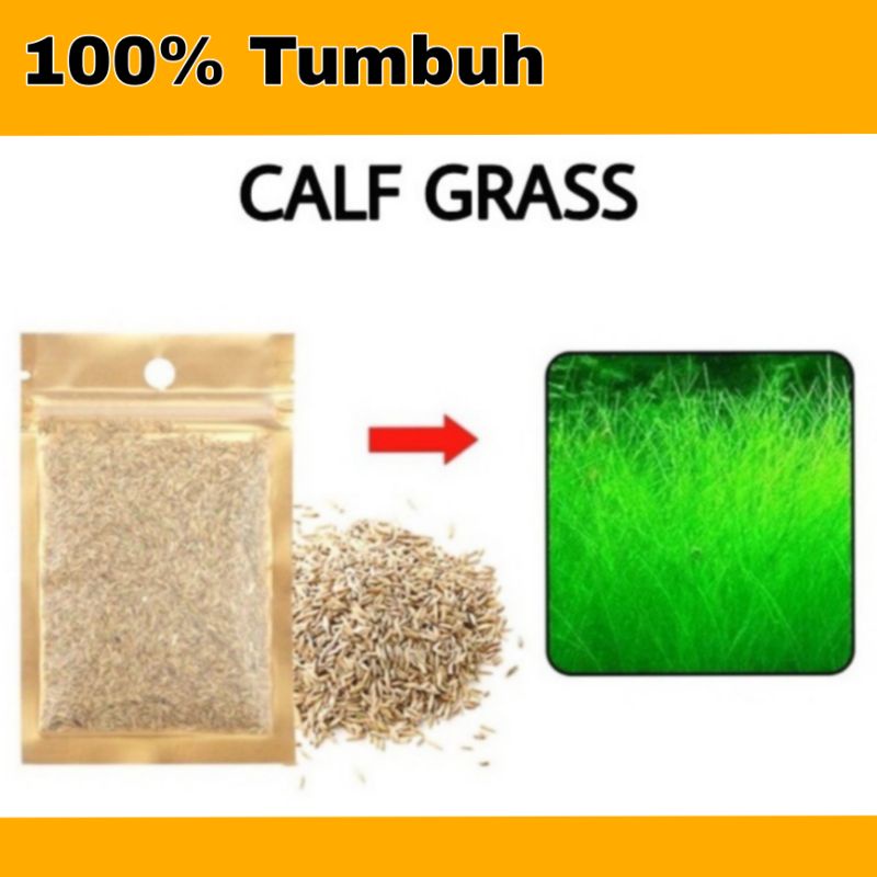 Benih Rumput Aquascape small fescue carpet seed hairy grass calf