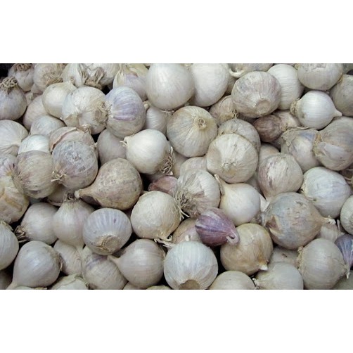 

BAWANG LANANG / Bawang Putih Tunggal - PremiumHerb 100gr